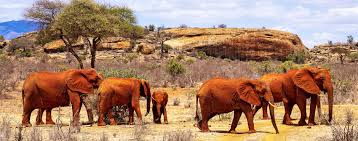 Tsavo East Kenya Safari - Vast wilderness with red soil and abundant wildlife | Luxury & Accessible Tours